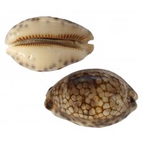 4066 - Cyprea Historio