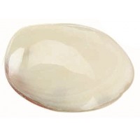 4017P-UNPAIRED - Tigerina Mussel Unpaired Halves