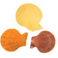 4033 - Pectin Scallop Pairs
