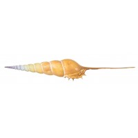 4045 - Tibia Fusos 