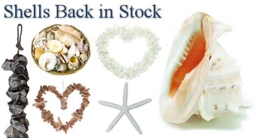Shells Back in Stock