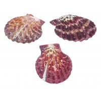 4033-PHA - Pectin Phallium Pairs 