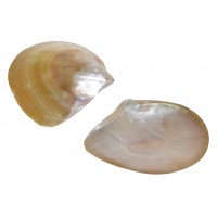 4041 - Mother of Pearl Polished Lip Shell 