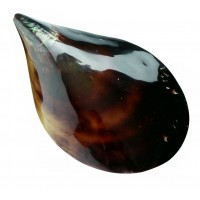 4077 - Pen Shell - 15-20cm