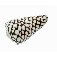 4010 - Marble Cone / Conus Mamoreus