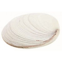 4017R - Tigerina Mussel Rough