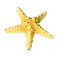 4018 - Knobbly Starfish