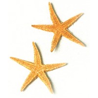 4020 - Flat Starfish - 5-8cm