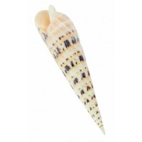 4024 - Terebra Macaluta / Marlin Spike 