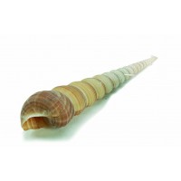 4048 - Terebra Teretilla