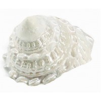 4065-10-13cm - Mexican Trocha / Astrea Undosa