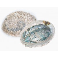 4070 - Rough Unpolished Abalone