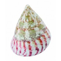 4088S - Trocha - Strawberry