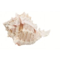 4092 - Rose Murex
