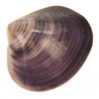 4161 - Polished Violet Mussel