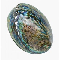 4340 - New Zealand Paua Shell