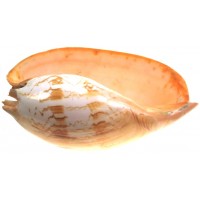 4375 - Melo Ampura