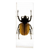 7092-L - Large Paperweight - Rectangle